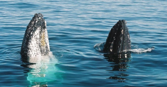 Sunshine Coast Whales