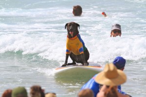 Surf Dog at Noosa Festival