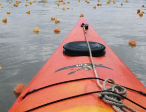 Kayaking Meditation On The Maroochy River