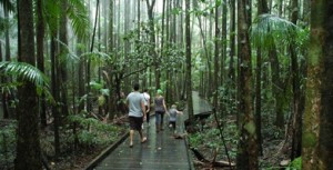 The hidden rainforest treasures atop Maleny. 