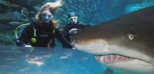 Conquering Fears – Shark with the Diving