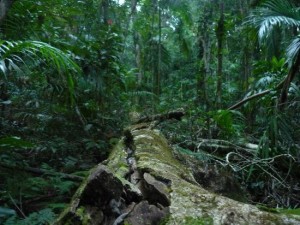 The hidden rainforest treasures atop Maleny. 