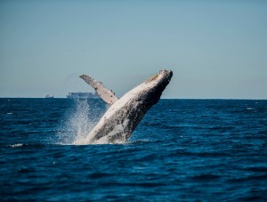A whale of a time – Sunreef Whale Swim