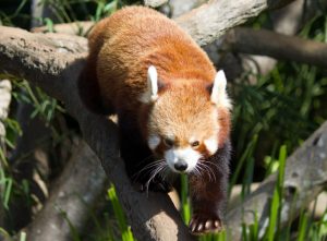 australia_zoo red panda
